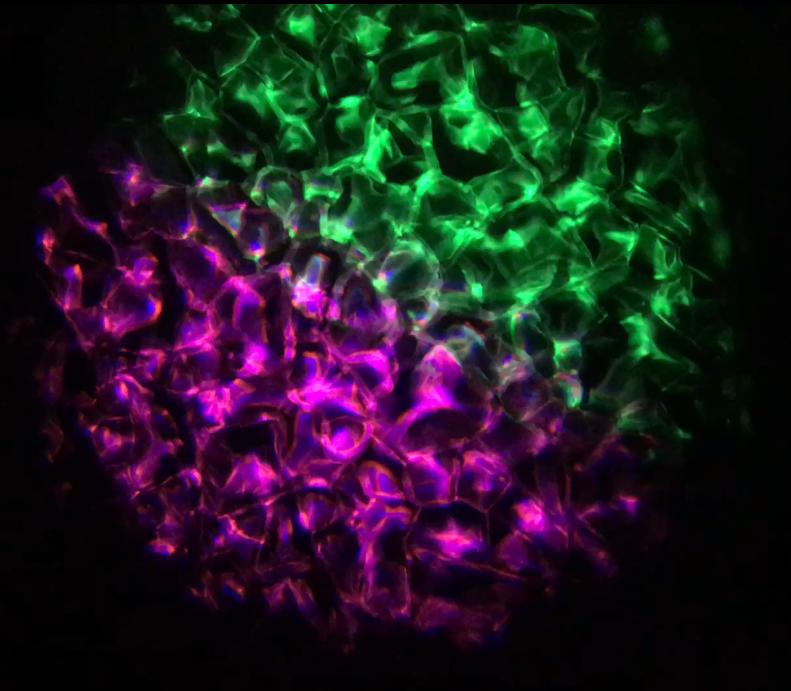 Aqua LED