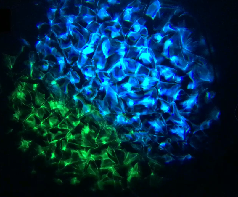 Aqua LED