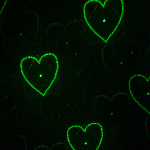 Scatter Star